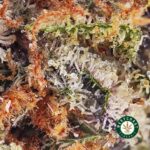 White Rhino AA - Image 2