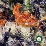 Blue Widow AAAA - Image 2