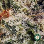 Peanut Butter Breath AAAA (Popcorn Nugs) - Image 2