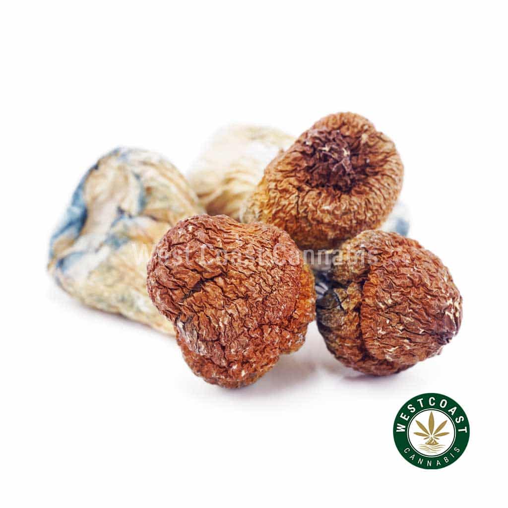 Shrooms – Makilla Gorilla - Image 1