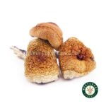 Shrooms – Amazonian