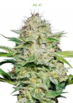 3 Auto Feminized Cannabis Seeds - Image 16