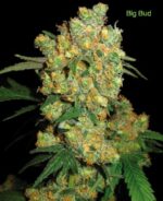 3 Auto Feminized Cannabis Seeds - Image 17