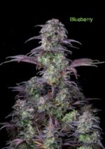 3 Auto Feminized Cannabis Seeds - Image 18