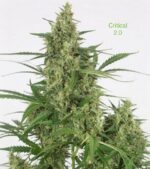 3 Auto Feminized Cannabis Seeds - Image 20