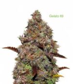 3 Auto Feminized Cannabis Seeds - Image 21