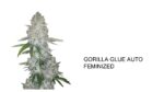 3 Auto Feminized Cannabis Seeds - Image 22