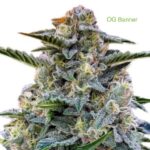 3 Auto Feminized Cannabis Seeds - Image 24