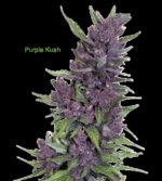 3 Auto Feminized Cannabis Seeds - Image 25
