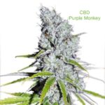 3 Auto Feminized Cannabis Seeds - Image 26