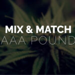 Multi Pack – Pound AAA Strains – 4 x Quarter Pound