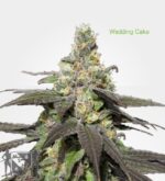 3 Auto Feminized Cannabis Seeds - Image 28