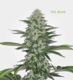 3 Auto Feminized Cannabis Seeds - Image 29